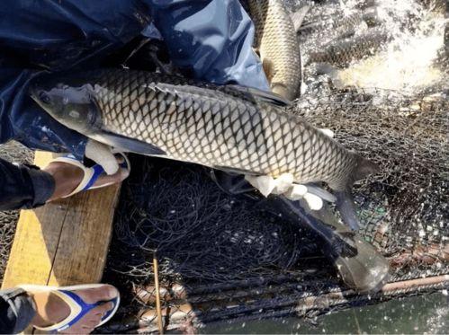 聊城草鱼价最新爆料,市场行情揭秘！”